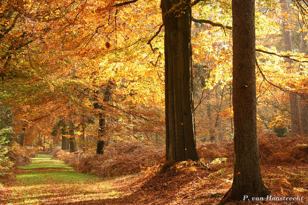 herfst